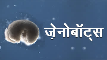 video image